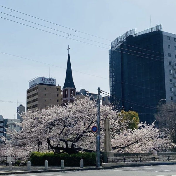 cherry-blossoms-in-japan-spring 神戸市の桜